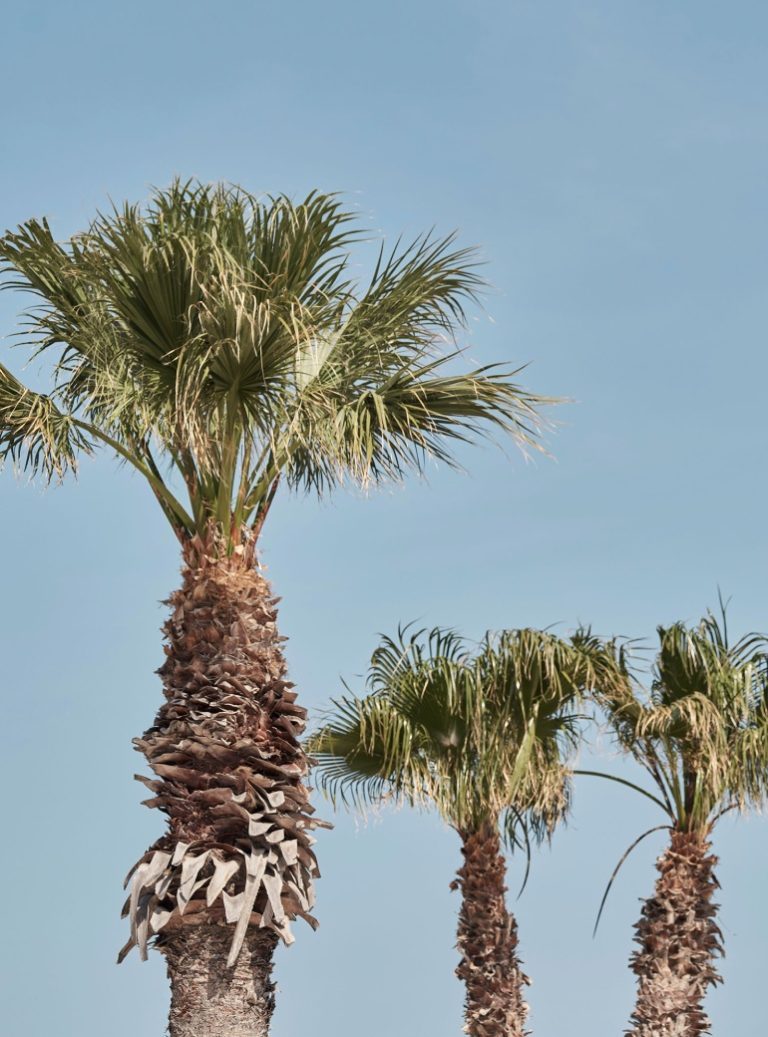 er_rho_elissa_lifestyle_palm_trees.jpg