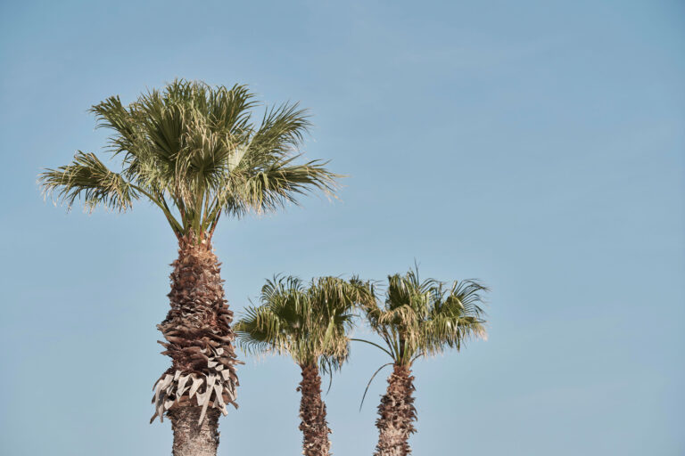 er_rho_elissa_lifestyle_palm_trees-scaled.jpg